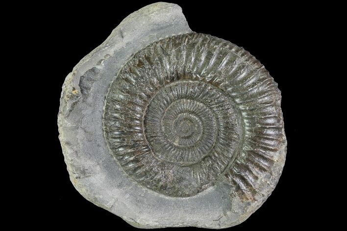 Dactylioceras Ammonite Fossil - England #84938